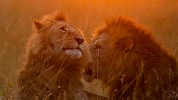 Masai Mara National Reserve